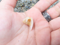 Glossaulax reclusiana