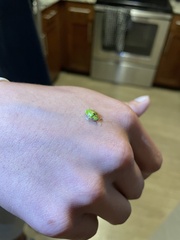 Eurypepla calochroma