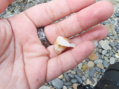 Glossaulax reclusiana