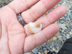 Glossaulax reclusiana