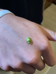 Eurypepla calochroma