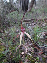 Caladenia clavescens