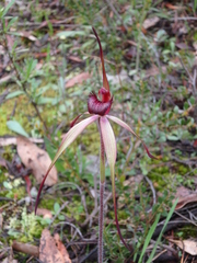 Caladenia clavescens