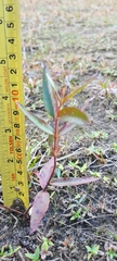 Eucalyptus sparsifolia