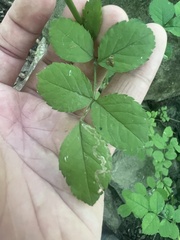 Stigmella rosaefoliella