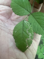 Stigmella rosaefoliella