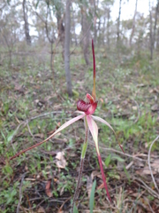 Caladenia clavescens