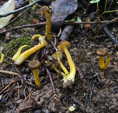 Hygrocybe caespitosa
