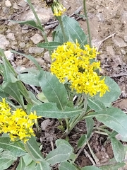 Senecio atratus