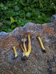 Hygrocybe caespitosa