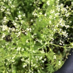 Galium mexicanum