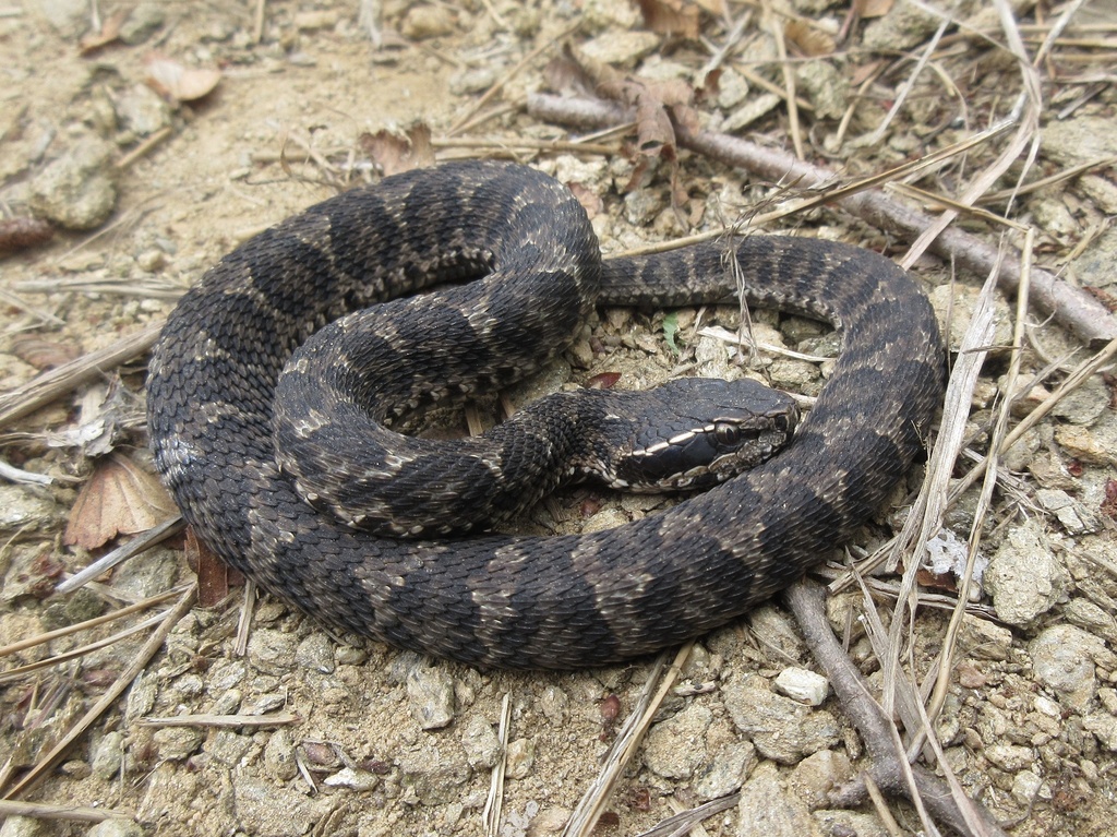 Short-tailed Mamushi in August 2022 by Yucheol Shin · iNaturalist