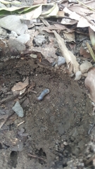 Trypoxylus dichotomus tsunobosonis