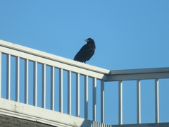 Corvus brachyrhynchos