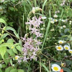 Silene scouleri pringlei