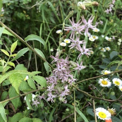 Silene scouleri pringlei