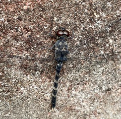 Bradinopyga geminata