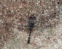 Bradinopyga geminata