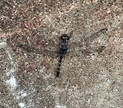 Bradinopyga geminata