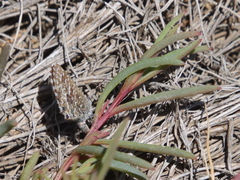 Theclinesthes sulpitius