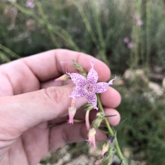 Ipomopsis macrosiphon