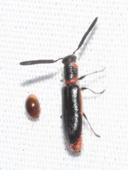 Monophylla terminata