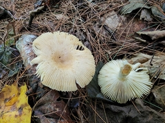 Russula garyensis