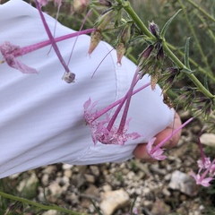 Ipomopsis macrosiphon