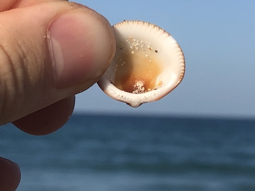 Spectral Bittersweet Clam