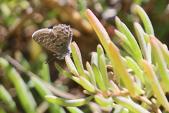 Theclinesthes sulpitius