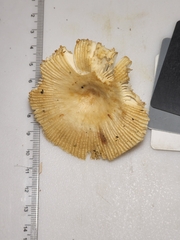 Russula garyensis