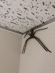 Heteropoda venatoria