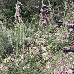 Ipomopsis macrosiphon