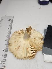 Russula garyensis