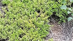 Arctostaphylos uva-ursi