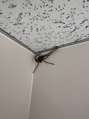 Heteropoda venatoria