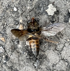 Apis dorsata