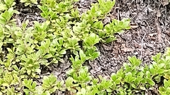Arctostaphylos uva-ursi