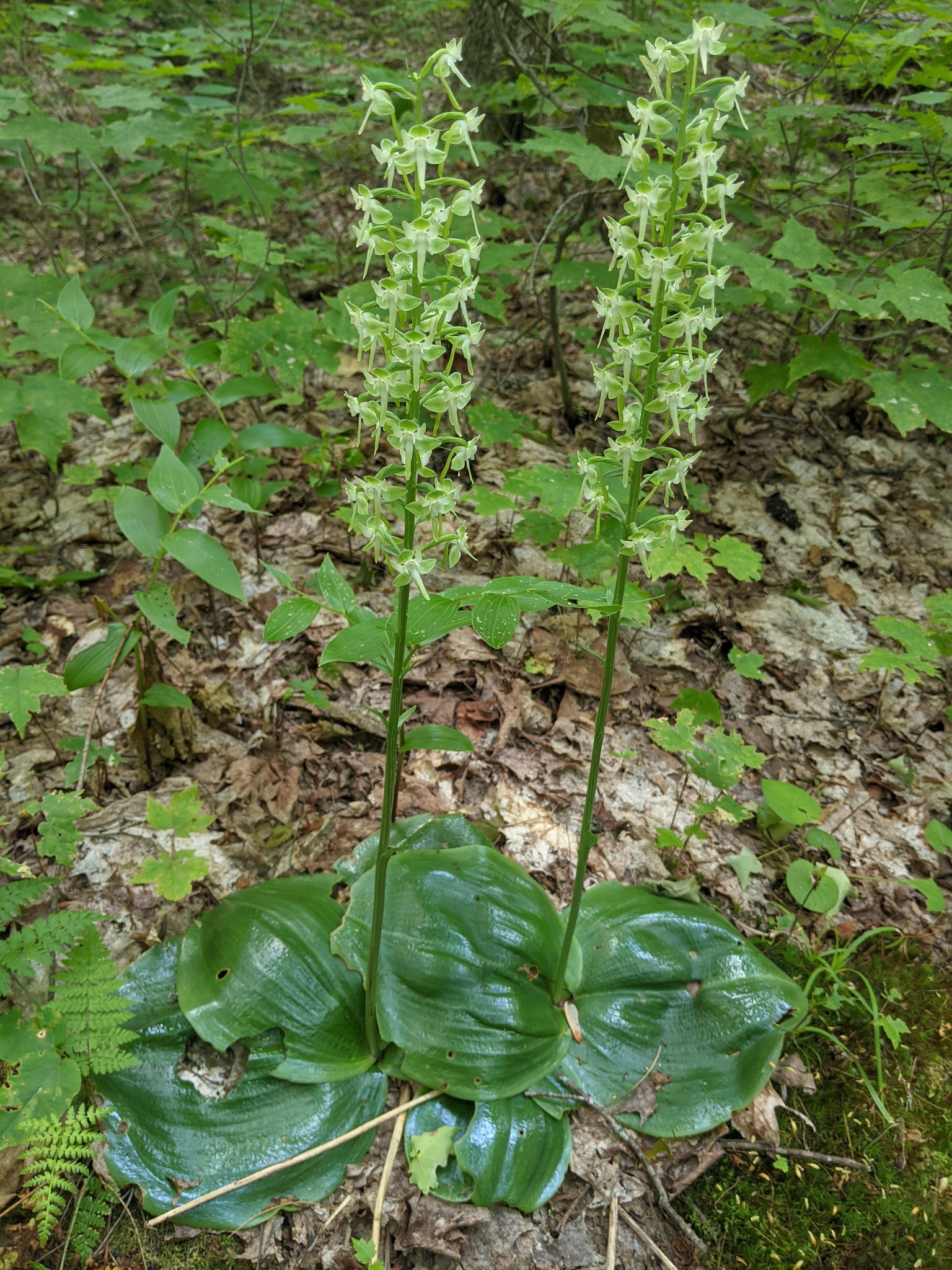 Platanthera orbiculata