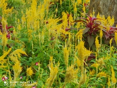 Prinia inornata