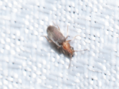 Notoxus murinipennis