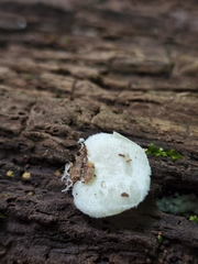 Entoloma depluens