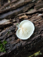 Entoloma depluens