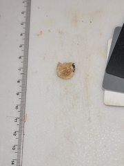 Entoloma depluens