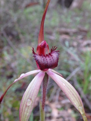 Caladenia clavescens