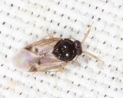 Corticoris pulchellus