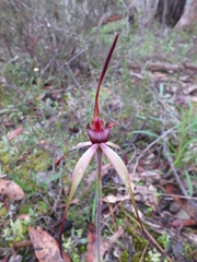 Caladenia clavescens