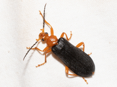 Neopyrochroa