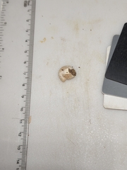 Entoloma depluens
