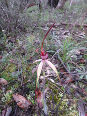 Caladenia clavescens